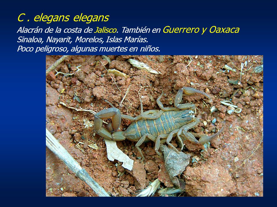 C . elegans elegans Alacrán de la costa de Jalisco. También en Guerrero y Oaxaca. Sinaloa, Nayarit, Morelos, Islas Marías.