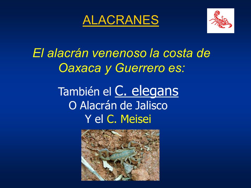 El alacrán venenoso la costa de Oaxaca y Guerrero es: