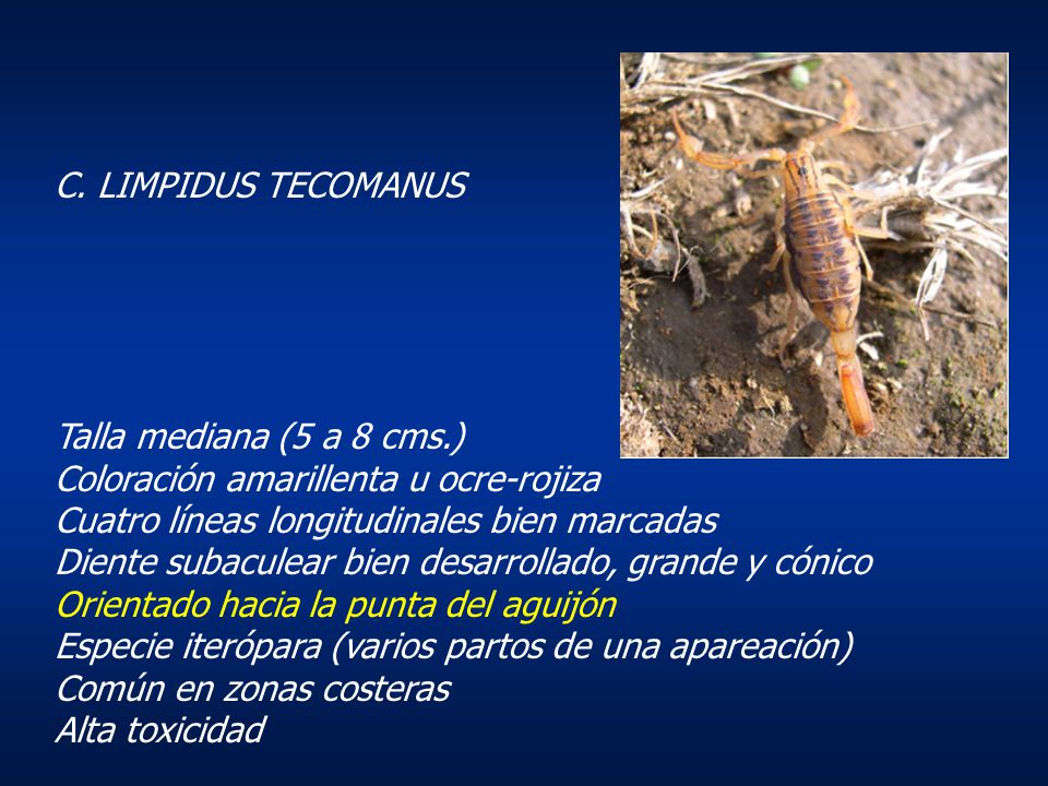 C. LIMPIDUS TECOMANUS Talla mediana (5 a 8 cms.) Coloración amarillenta u ocre-rojiza. Cuatro líneas longitudinales bien marcadas.