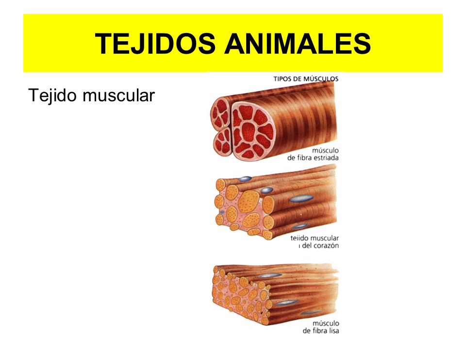 TEJIDOS ANIMALES Tejido muscular