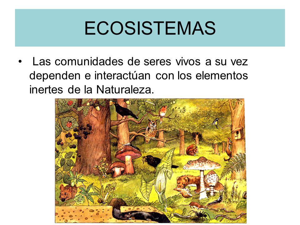 ECOSISTEMAS Las comunidades de seres vivos a su vez dependen e interactúan con los elementos inertes de la Naturaleza.