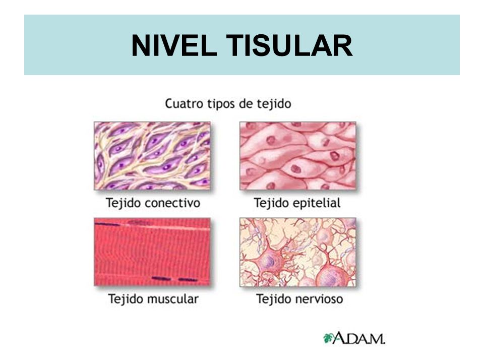 Resultado de imagen para nivel tisular