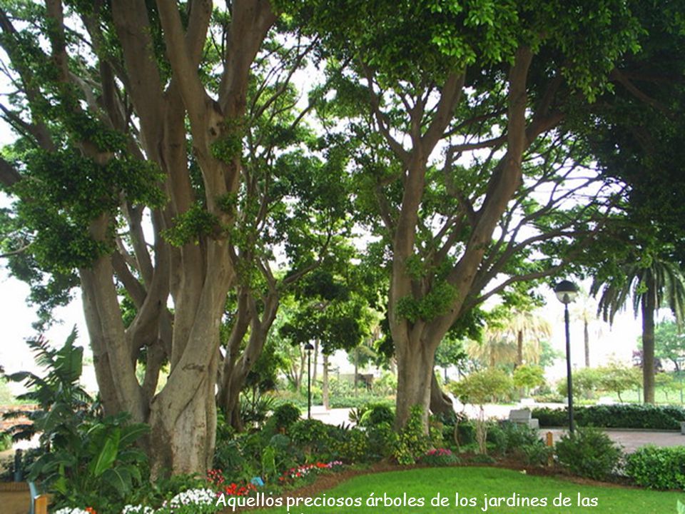 Aquellos preciosos árboles de los jardines de las Puertas del Campo