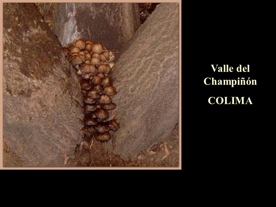 Valle del Champiñón COLIMA