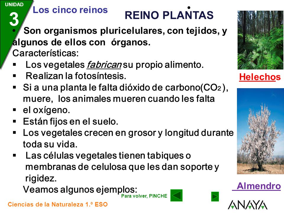 Helechos • REINO PLANTAS. • Son organismos pluricelulares, con tejidos, y algunos de ellos con órganos.