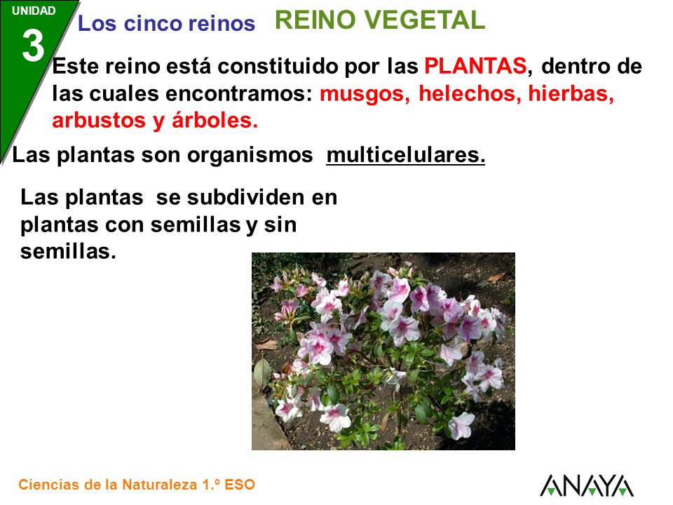 REINO VEGETAL Santillana.