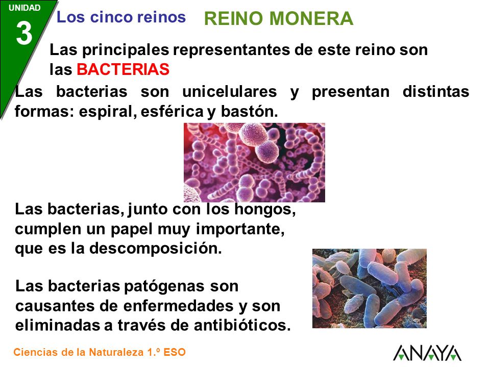 REINO MONERA Santillana. Las principales representantes de este reino son las BACTERIAS.