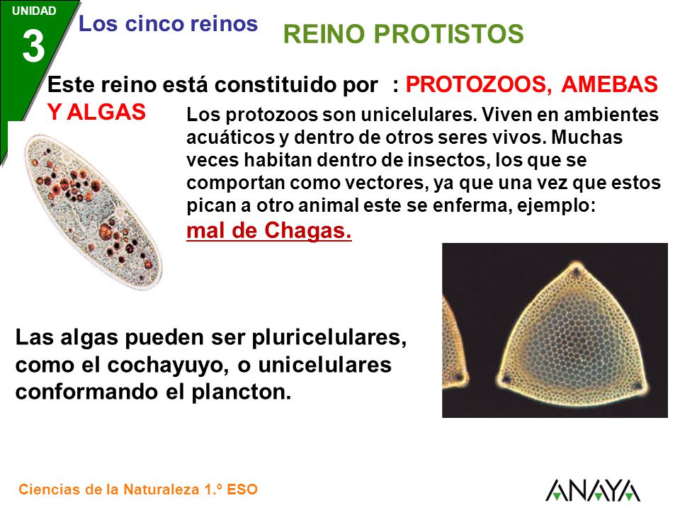 Santillana REINO PROTISTOS. Este reino está constituido por : PROTOZOOS, AMEBAS Y ALGAS.