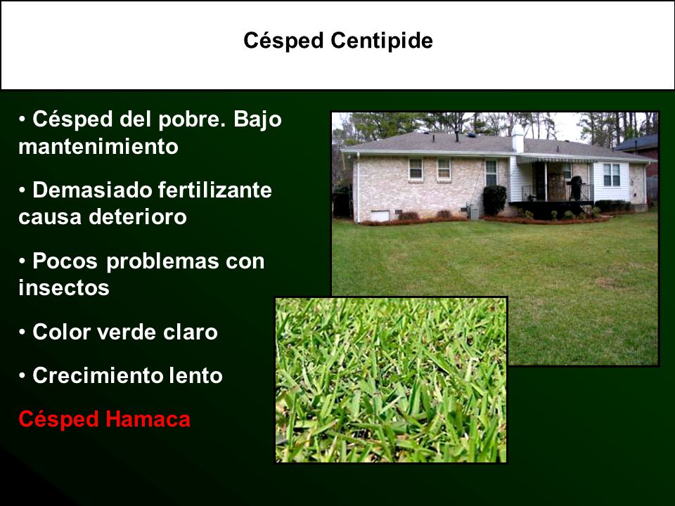 Césped Centipide Césped del pobre. Bajo mantenimiento. Demasiado fertilizante causa deterioro.