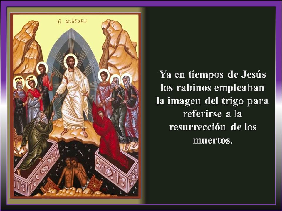 Ya en tiempos de Jesús los rabinos empleaban la imagen del trigo para referirse a la resurrección de los muertos.