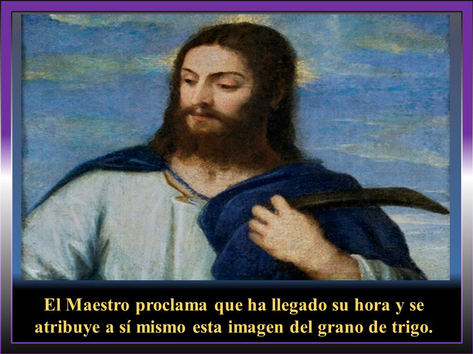 El Maestro proclama que ha llegado su hora y se atribuye a sí mismo esta imagen del grano de trigo.