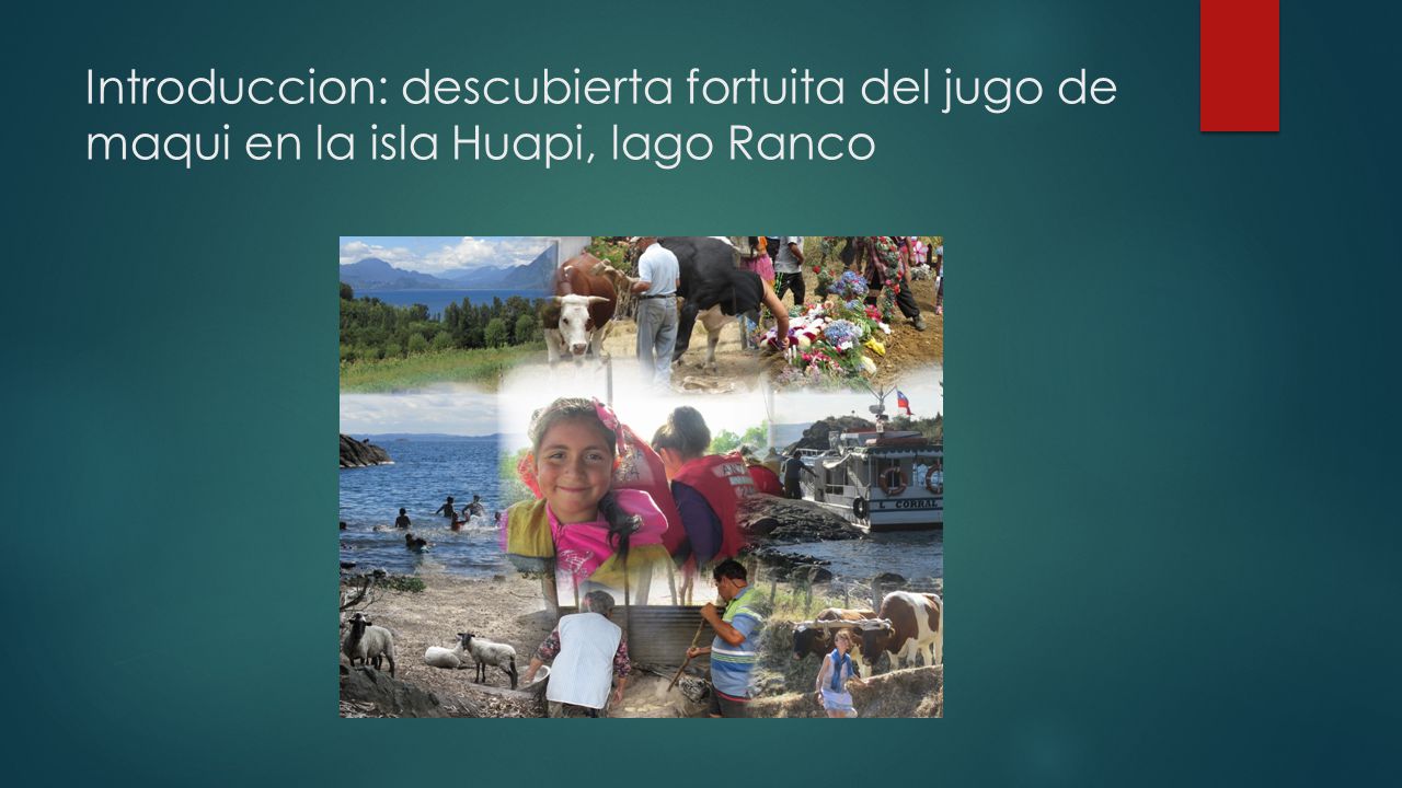 Introduccion: descubierta fortuita del jugo de maqui en la isla Huapi, lago Ranco