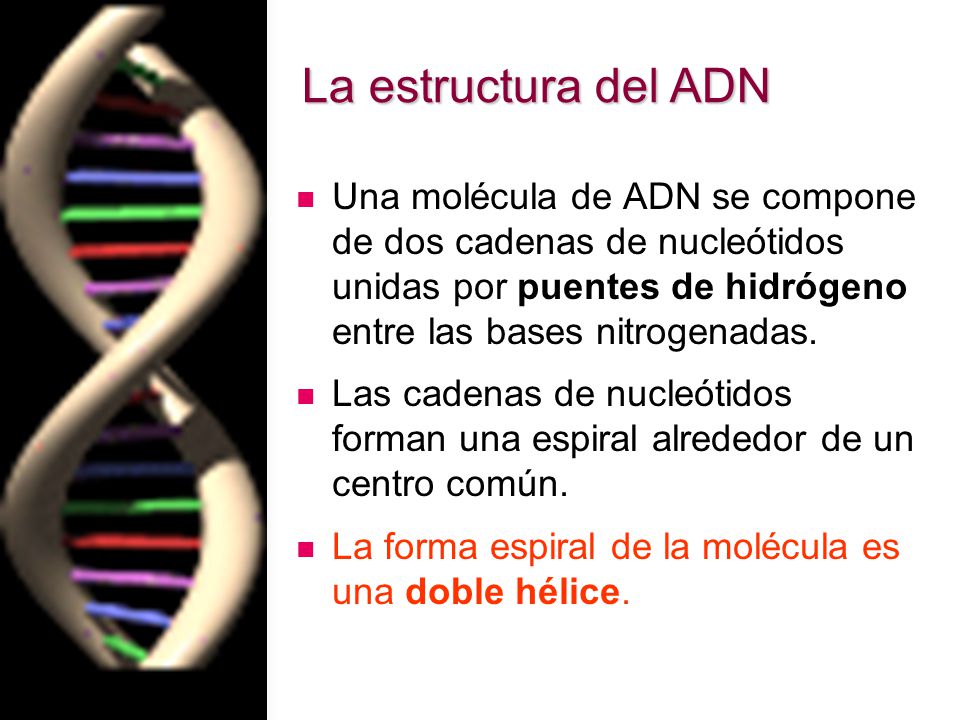 La estructura del ADN Una molécula de ADN se compone de dos cadenas de nucleótidos unidas por puentes de hidrógeno entre las bases nitrogenadas.