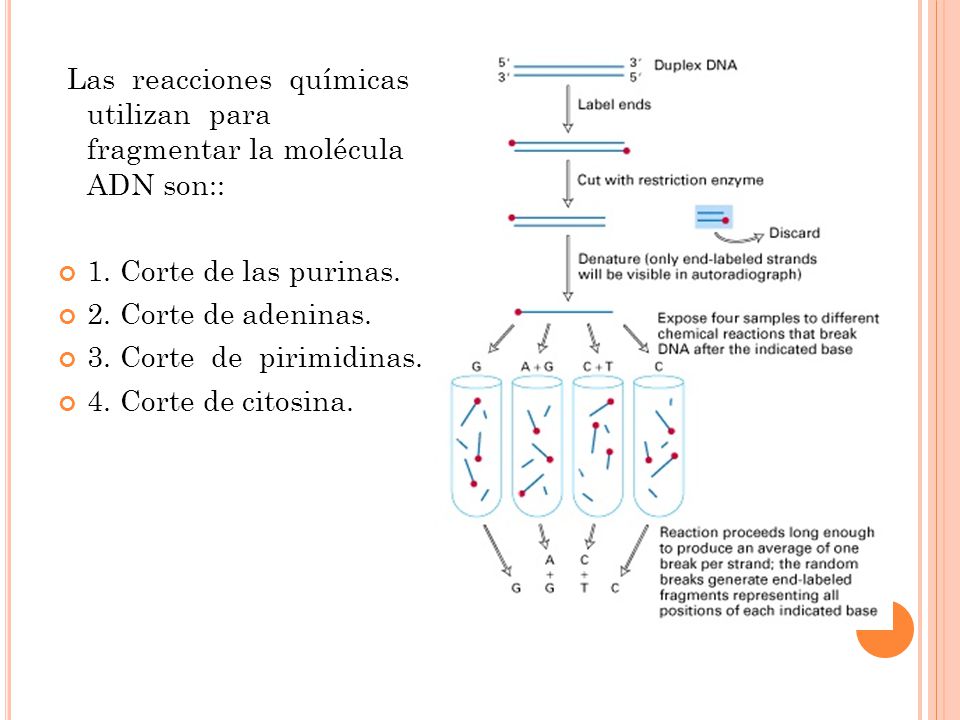 Las reacciones químicas que se utilizan para fragmentar la molécula de ADN son::