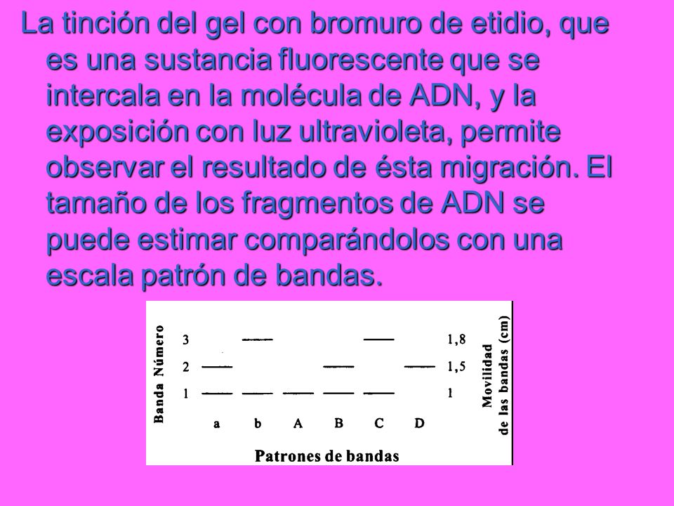 La tinción del gel con bromuro de etidio, que es una sustancia fluorescente que se intercala en la molécula de ADN, y la exposición con luz ultravioleta, permite observar el resultado de ésta migración.