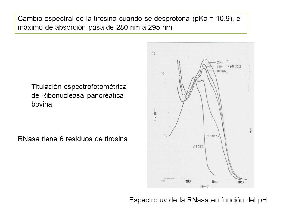 Cambio espectral de la tirosina cuando se desprotona (pKa = 10
