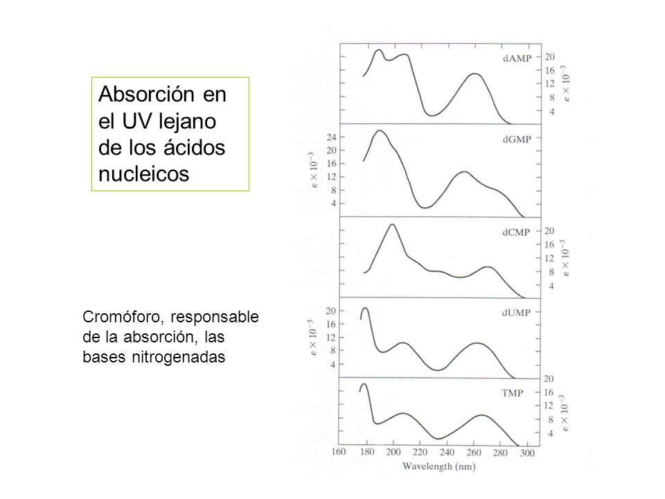 Absorción en el UV lejano de los ácidos nucleicos