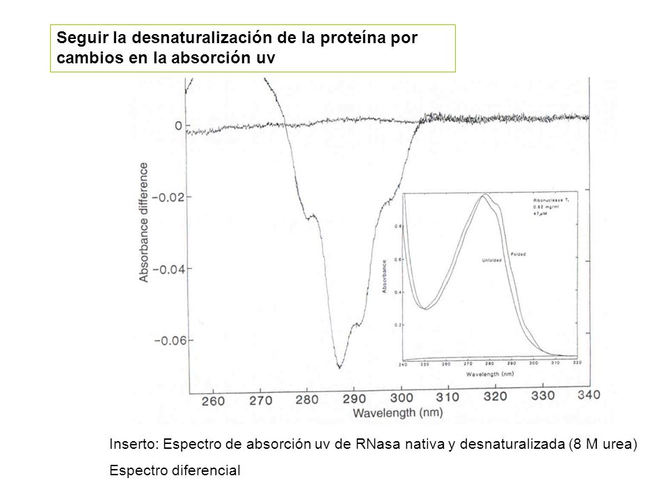 Seguir la desnaturalización de la proteína por cambios en la absorción uv