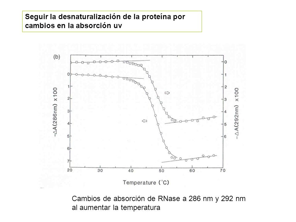 Seguir la desnaturalización de la proteína por cambios en la absorción uv