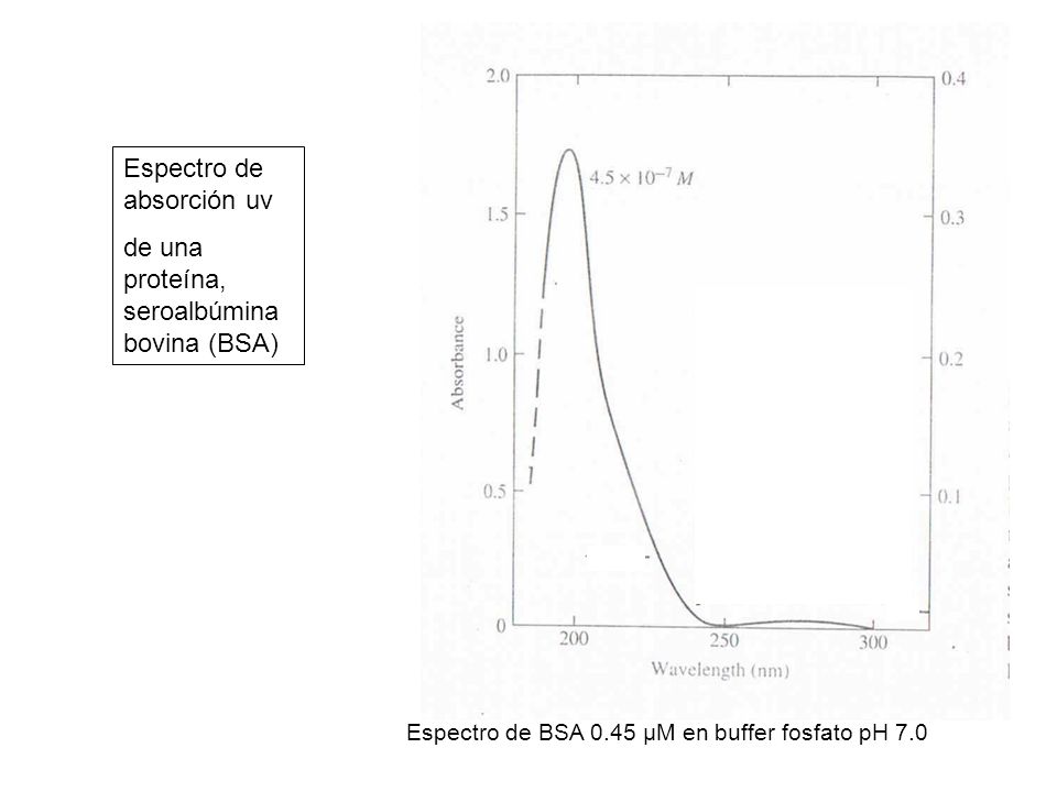 Espectro de absorción uv de una proteína, seroalbúmina bovina (BSA)