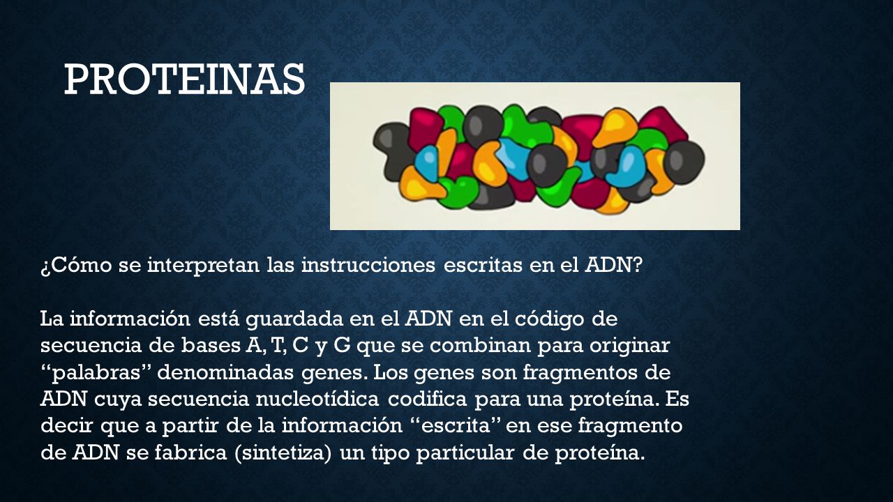 PROTEINAS ¿Cómo se interpretan las instrucciones escritas en el ADN