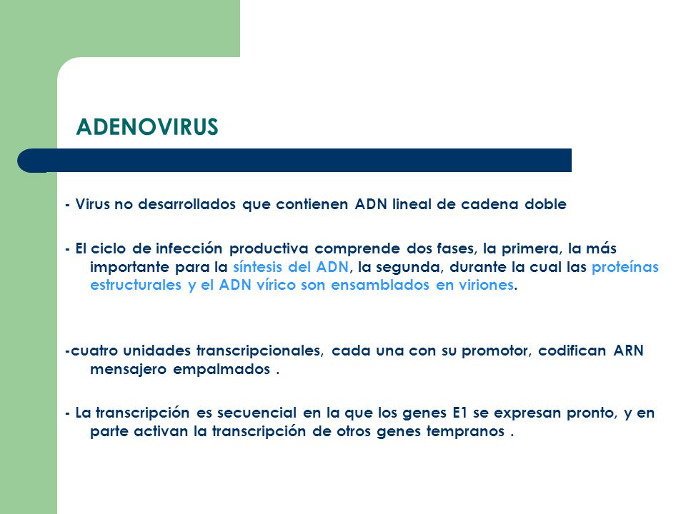 ADENOVIRUS - Virus no desarrollados que contienen ADN lineal de cadena doble.
