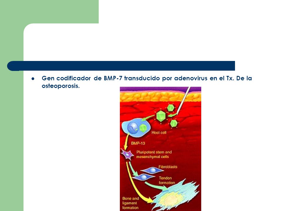 Gen codificador de BMP-7 transducido por adenovirus en el Tx