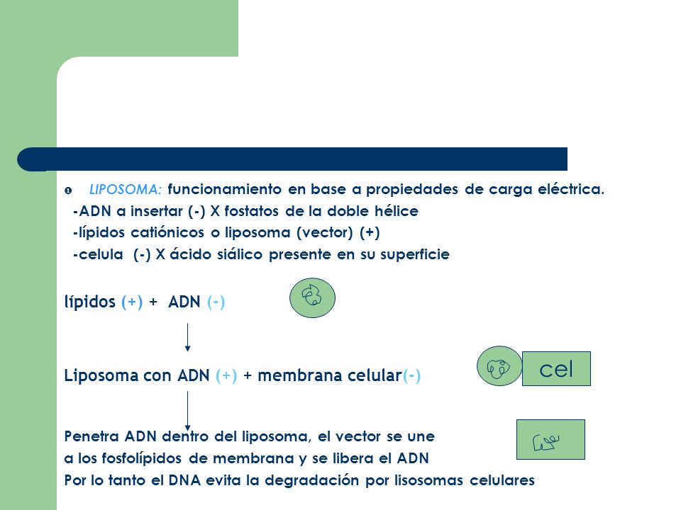 cel lípidos (+) + ADN (-) Liposoma con ADN (+) + membrana celular(-)