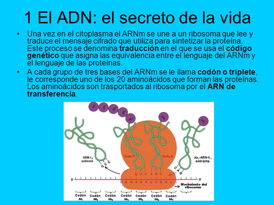 1 El ADN: el secreto de la vida