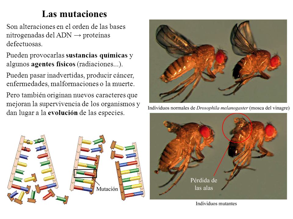 Las mutaciones Son alteraciones en el orden de las bases nitrogenadas del ADN → proteínas defectuosas.