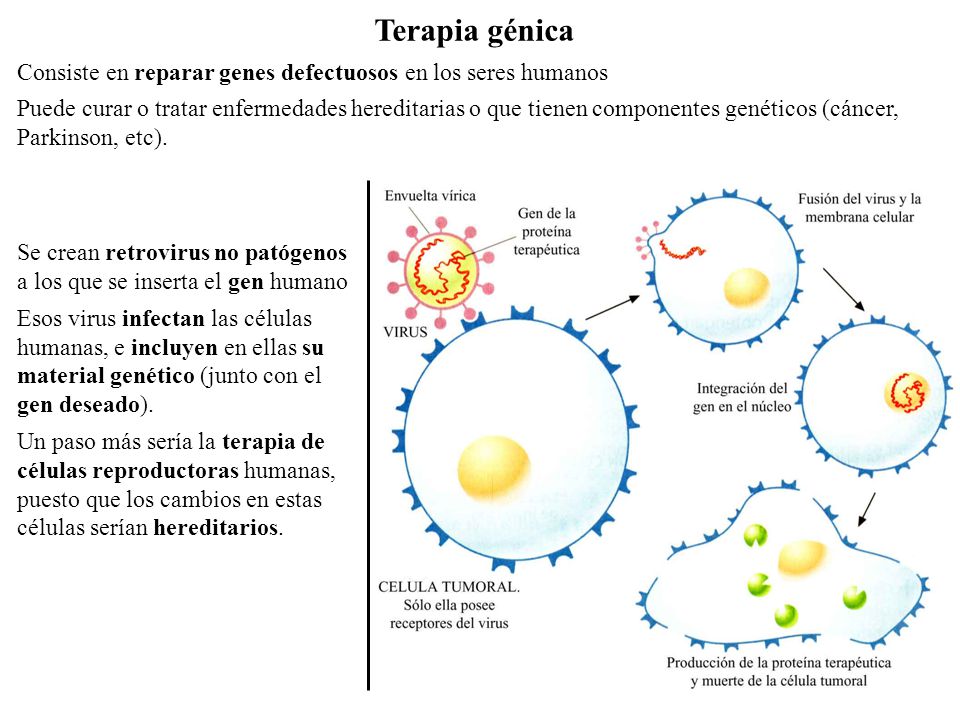 Terapia génica Consiste en reparar genes defectuosos en los seres humanos.