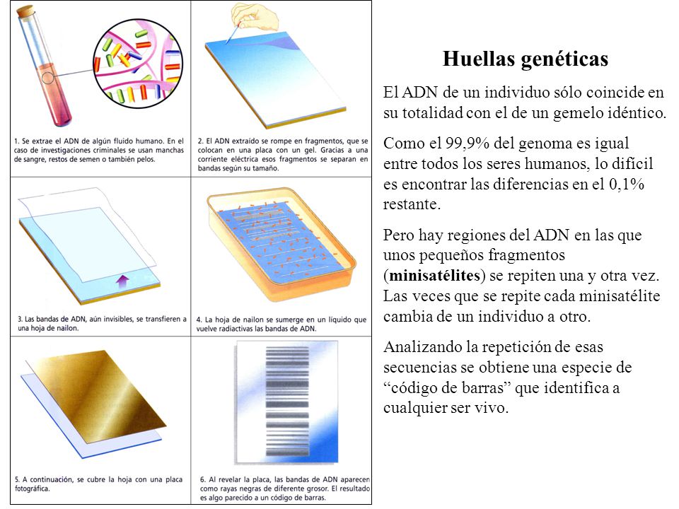 Huellas genéticas El ADN de un individuo sólo coincide en su totalidad con el de un gemelo idéntico.