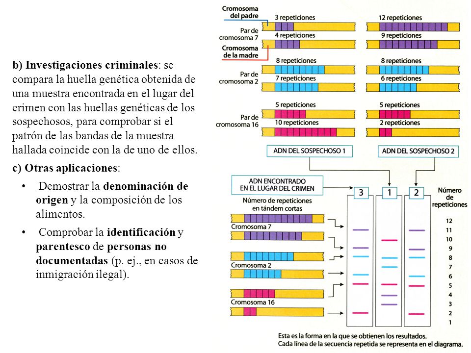 b) Investigaciones criminales: se compara la huella genética obtenida de una muestra encontrada en el lugar del crimen con las huellas genéticas de los sospechosos, para comprobar si el patrón de las bandas de la muestra hallada coincide con la de uno de ellos.