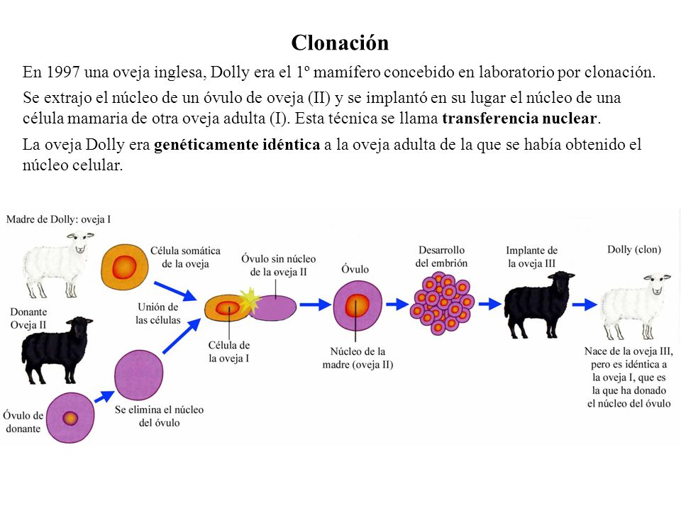 Clonación En 1997 una oveja inglesa, Dolly era el 1º mamífero concebido en laboratorio por clonación.