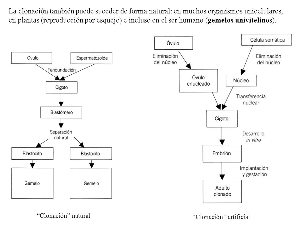 La clonación también puede suceder de forma natural: en muchos organismos unicelulares, en plantas (reproducción por esqueje) e incluso en el ser humano (gemelos univitelinos).