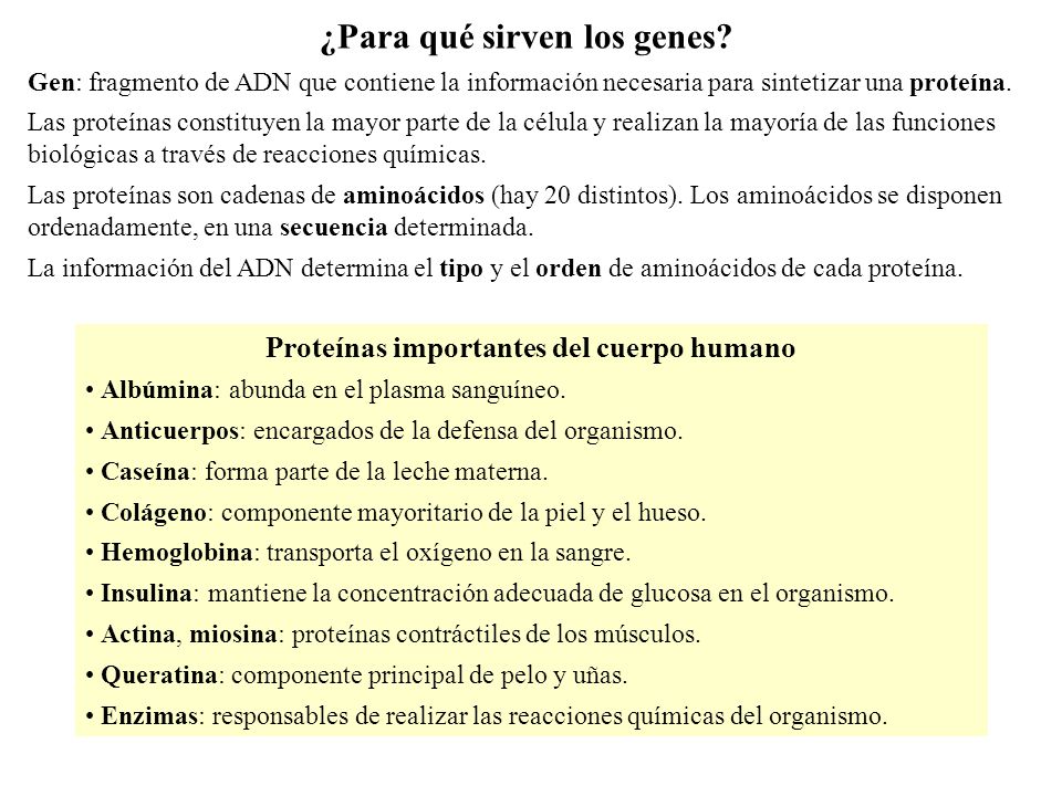 ¿Para qué sirven los genes Proteínas importantes del cuerpo humano