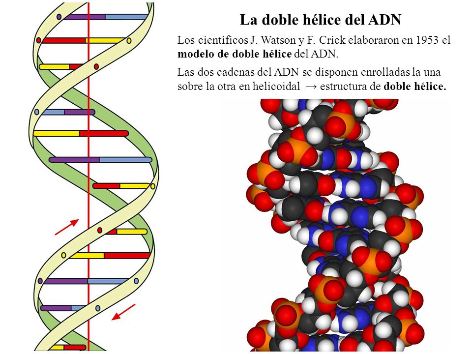 La doble hélice del ADN Los científicos J. Watson y F. Crick elaboraron en 1953 el modelo de doble hélice del ADN.