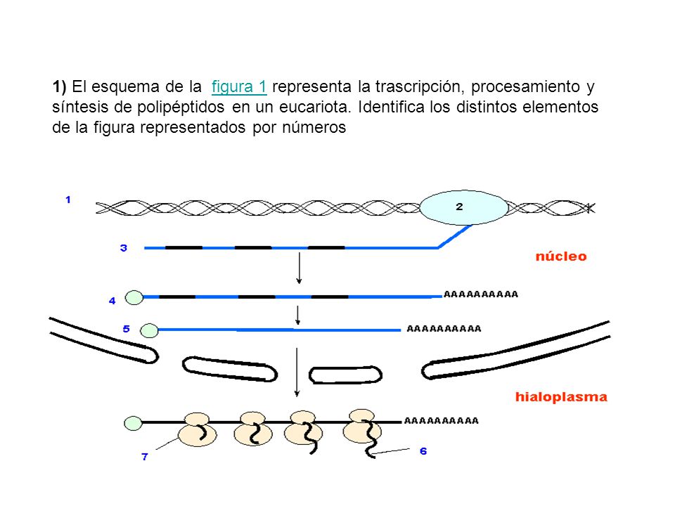 1) El esquema de la figura 1 representa la trascripción, procesamiento y síntesis de polipéptidos en un eucariota.