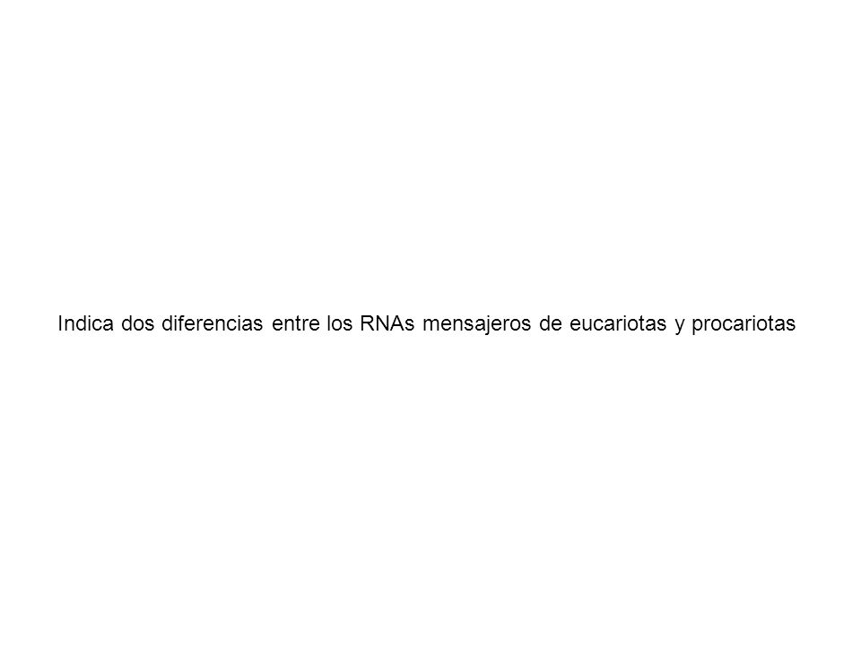 Indica dos diferencias entre los RNAs mensajeros de eucariotas y procariotas