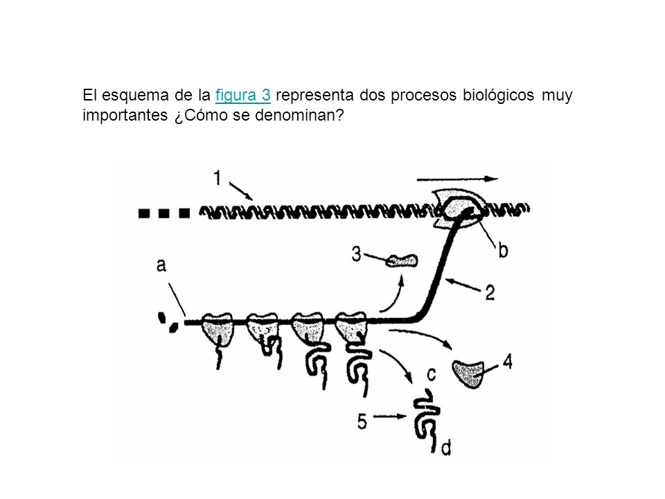 El esquema de la figura 3 representa dos procesos biológicos muy importantes ¿Cómo se denominan