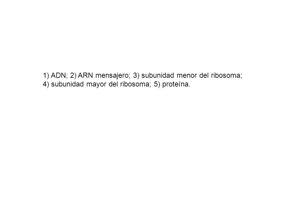 1) ADN; 2) ARN mensajero; 3) subunidad menor del ribosoma; 4) subunidad mayor del ribosoma; 5) proteína.