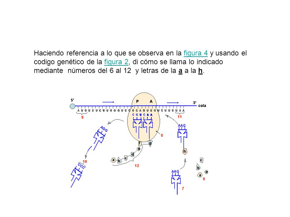 Haciendo referencia a lo que se observa en la figura 4 y usando el codigo genético de la figura 2, di cómo se llama lo indicado mediante números del 6 al 12 y letras de la a a la h.