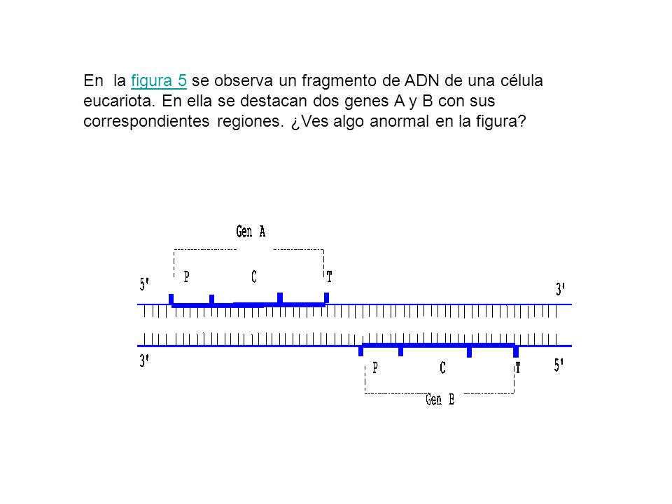 En la figura 5 se observa un fragmento de ADN de una célula eucariota