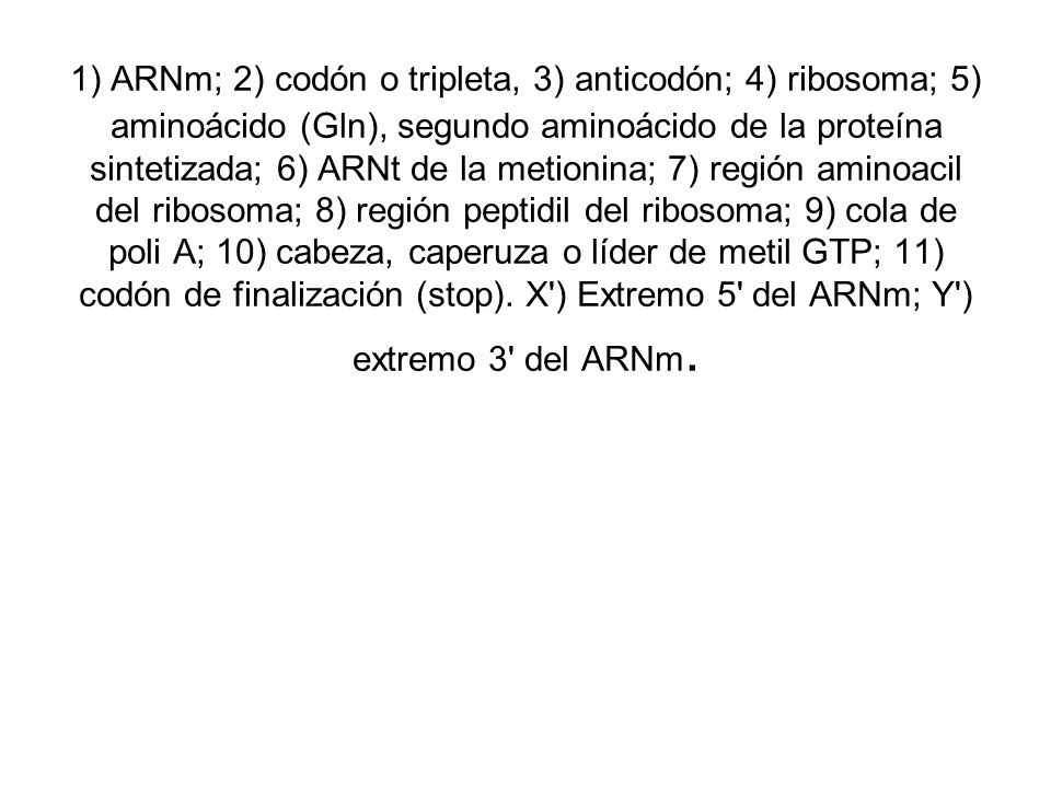 1) ARNm; 2) codón o tripleta, 3) anticodón; 4) ribosoma; 5) aminoácido (Gln), segundo aminoácido de la proteína sintetizada; 6) ARNt de la metionina; 7) región aminoacil del ribosoma; 8) región peptidil del ribosoma; 9) cola de poli A; 10) cabeza, caperuza o líder de metil GTP; 11) codón de finalización (stop).