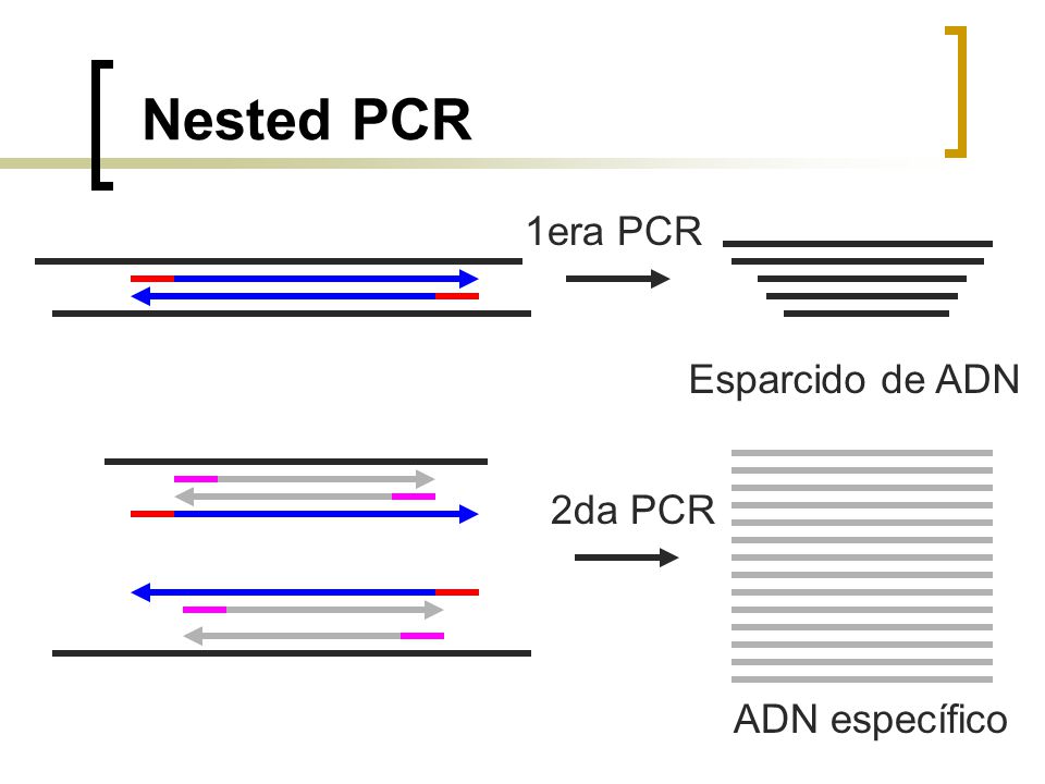 Nested PCR 1era PCR Esparcido de ADN 2da PCR ADN específico