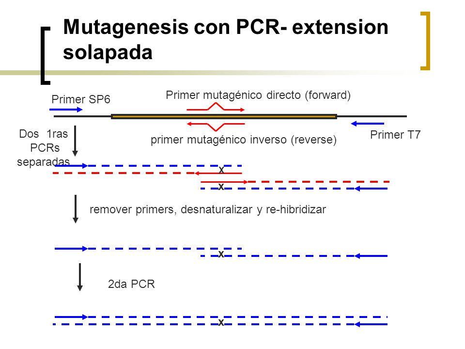Mutagenesis con PCR- extension solapada
