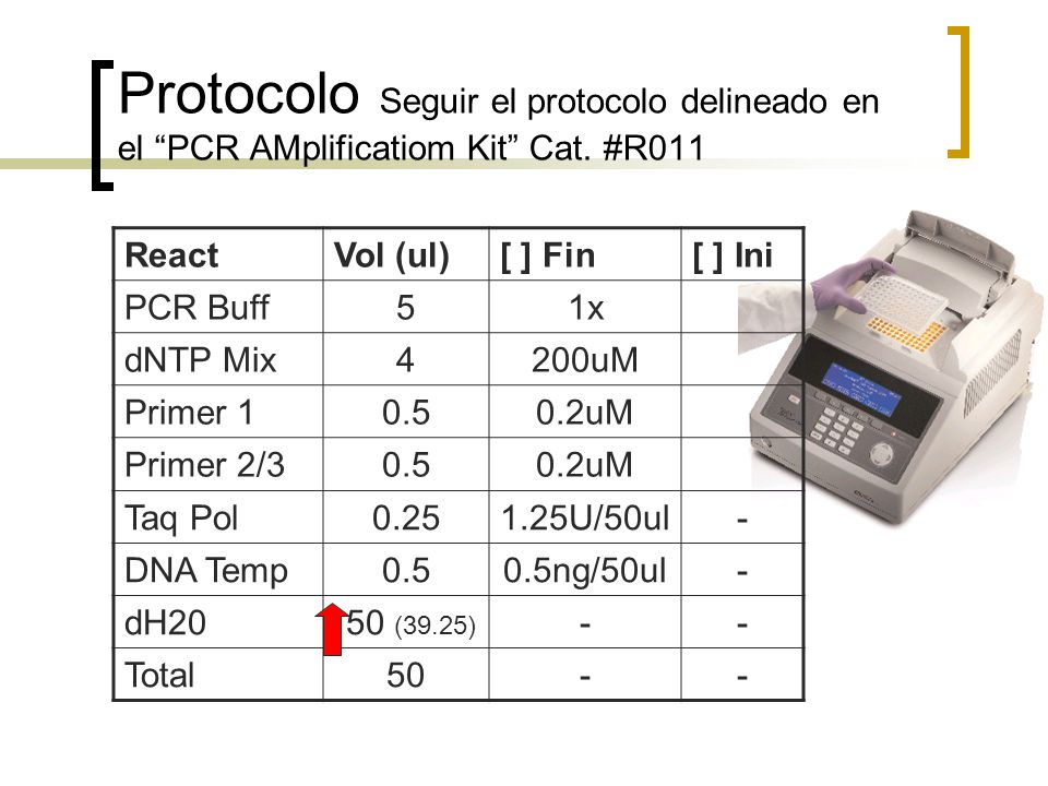 Protocolo Seguir el protocolo delineado en el PCR AMplificatiom Kit Cat. #R011