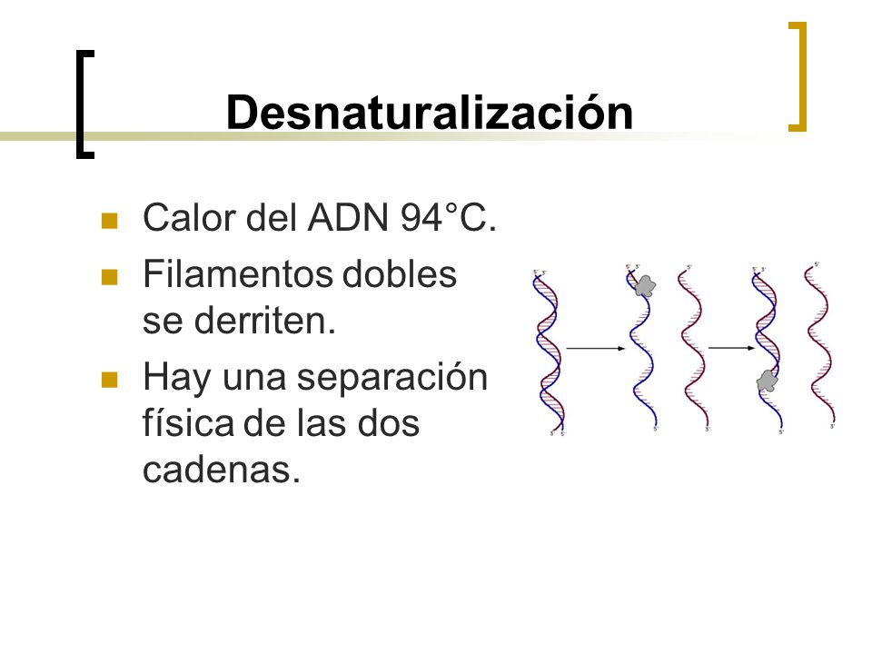 Desnaturalización Calor del ADN 94°C. Filamentos dobles se derriten.