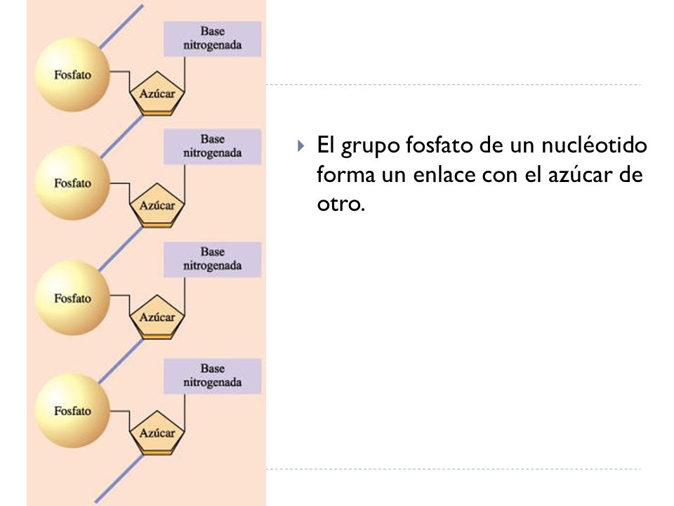 El grupo fosfato de un nucléotido forma un enlace con el azúcar de otro.