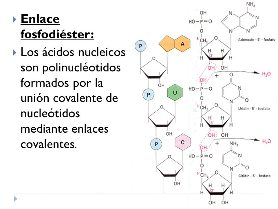 Enlace fosfodiéster: Los ácidos nucleicos son polinucléotidos formados por la unión covalente de nucleótidos mediante enlaces covalentes.